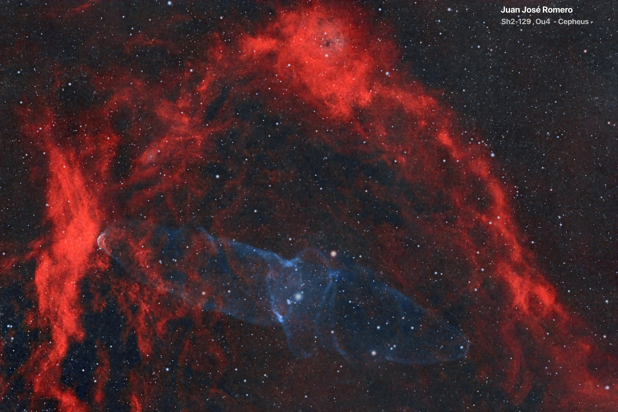 Sh2-129 – Nebulosa del Ratpenat Volador i Ou4 – Nebulosa del Calamar
